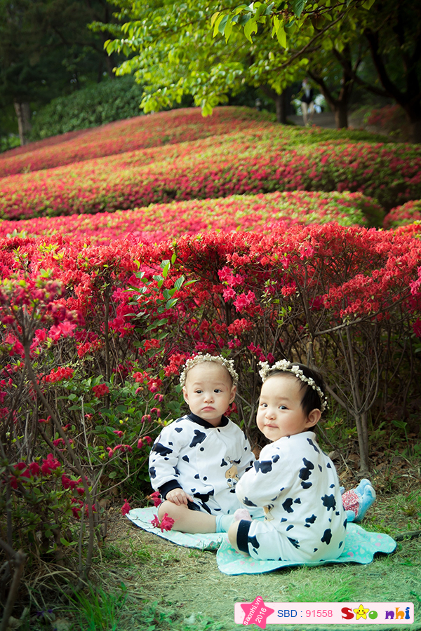 Các bé đi chơi ở rừng hoa đỗ quyên trong trường đại học Korea, Hàn Quốc.
